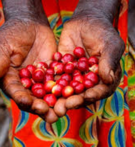 قهوه عربیکا اتیوپی Lekempti یک کیلو گرمی