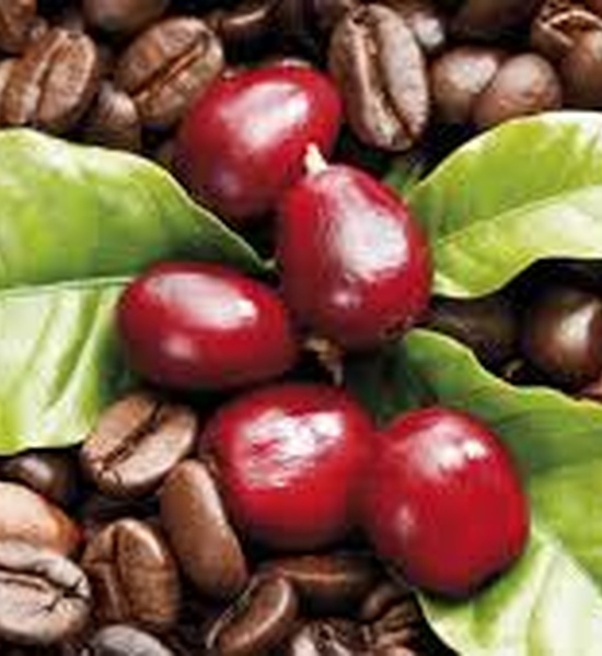 قهوه عربیکا اتیوپی Sidamo یک کیلو گرمی